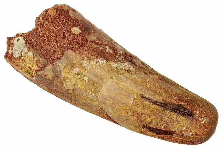 Fossil Spinosaurus Tooth - Feeding Worn Tip #331284